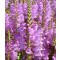 Füzérajak máriavirág rózsaszín Physostegia virginiana Vivid