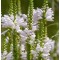 Füzérajak - Physostegia virginiana Chrystal Peak White nyár közepén virágzó évelő virág