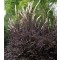 Fűzéres poloskavész, Poloskafű - Actaea simplex Black Negligee