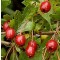 Galagonya termés - Crataegus monogyna, Vadgyümölcs