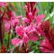 Évelő díszgyertya - Gaura Gaudi Red