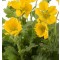 Gyömbérgyökér sárga - Geum coccineum Tossai yellow