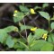 Gyömbérgyökér sárga - Geum coccineum Tossai yellow