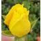 Sárga virágágyi ágyás rózsa - Rosa Golden Delight - Konténeres rózsa