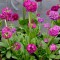 Gömbös kankalin - Primula denticulata Confetti Deep Rose