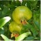 Gránátalma termés - Punica granatum