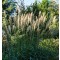 Molnárpántlika, Virágosnád - Miscanthus sinensis Graziella - Díszfű