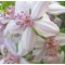 Hibrid Gyöngyvirágcserje Deutzia Mont Rose