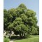 Kislevelű hársfa - Tilia cordata