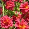 Piros virágú napvirág - Helianthemum Cerise Queen