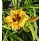 Sásliliom kanárisárga Hemerocallis Bumble Bee 