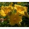 Hemerocallis Stella D'oro, Fotó: F. D. Richards, Flickr