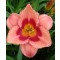 Rózsaszín sásliliom Hemerocallis Strawberry Candy