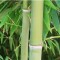 Örökzöld növények Phyllostachys nigra Henonis óriás bambusz