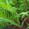 Erdei hölgypáfrány - Athyrium filix-femina Lady in Red páfrány