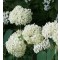 Cserjés hortenzia - Hydrangea arborescens Annabelle - Virágos cserje