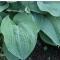 Kék levelű árnyékliliom Hosta Bressingham Blue