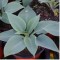 Árnyéki évelők Hosta Halcion – Kék levelű árnyékliliom