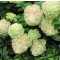 Hydrangea paniculata Limelight Bugás hortenzia