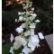 Hydrangea paniculata Tardiva – Bugás hortenzia