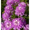 Iberis sempervirens Amethyst