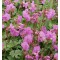 Illatos gólyaorr virágok - Geranium
