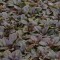 Indás ínfű bíbor-barna levelű - Ajuga Mahogany