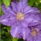 Telt lila kék virágú iszalag - Clematis Vyvyan Pennell - Futónövények
