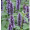 Izsópfű, Ánizs izsóp Agastache Blue Fortune