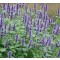 Izsópfű, Ánizs izsóp Agastache Blue Fortune