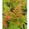 Japán ernyőpáfrány Dryopteris erythrosora