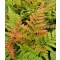 Japán ernyőpáfrány Dryopteris erythrosora