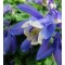 Japán harangláb Aqulegia flabellata Ministar