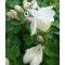 Japán harangvirág fehér Aquilegia flabellata Cameo White