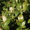 Örökzöld növények Japán kövérke levelek és virág - Pachysandra