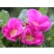 Japán rózsa - Rosa rugosa virágok - Forrás: http://gardenshop.telegraph.co.uk