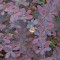 Japán vérborbolya levelek - Berberis