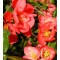 Japánbirs virágok - Chaenomeles japonica