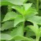 Stevia - Jázminpakóca, Édes levél