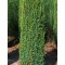 Ír oszlopos boróka - Juniperus communis Hibernica