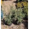 Ír oszlopos boróka -40-60 cm növények