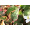 Tavi növények Kaméleonvirág levele - Houttoynia Chamaleon