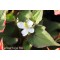 Tavi növények Kaméleonvirág fehér virága - Houttoynia Chamaleon