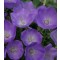 Kárpáti harangvirág Campanula carpatica