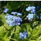 Kaukázusi nefelejcs Brunnera macrophylla
