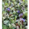 Kékgyökér - Ceratostigma talajtakaró őszi évelő virágok