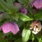 Keleti hunyor Helleborus orientalis évelő virág, tavaszi virág