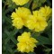 Kénsárga virágú napvirág Sulphureum Plenum (Gelbe Perle)