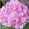 Kerti hortenzia rózsaszín virágú - Hydrangea macrophylla Peppermint