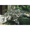 Kerti gyöngyvessző virágzó bokor - Spirea vanhouttei - Forrás: www.hort.uconn.edu